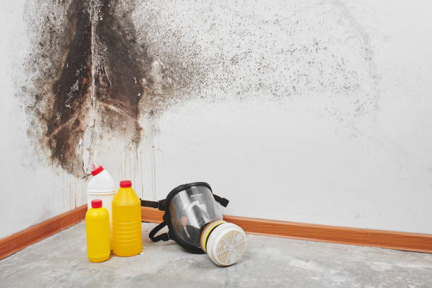 Mold Removal Process in Rockwell City, IA