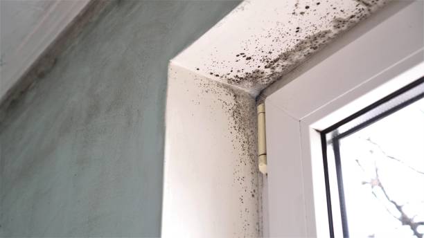 Best Residential Mold Removal  in Rockwell City, IA