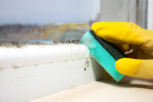 Best Emergency Mold Removal  in Rockwell City, IA