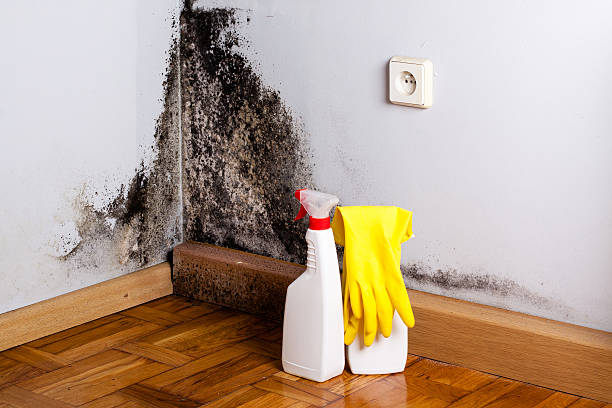 Best Professional Mold Removal  in Rockwell City, IA