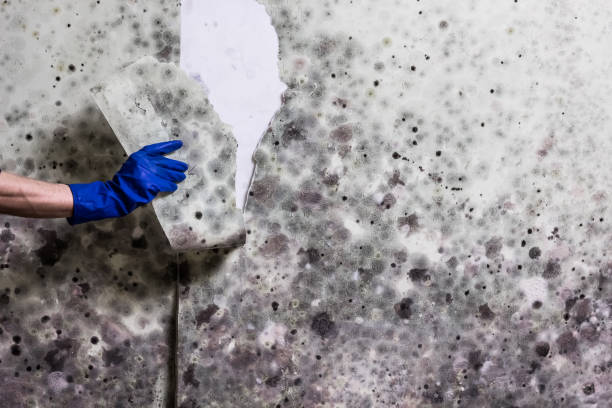 Best Same-Day Mold Removal  in Rockwell City, IA