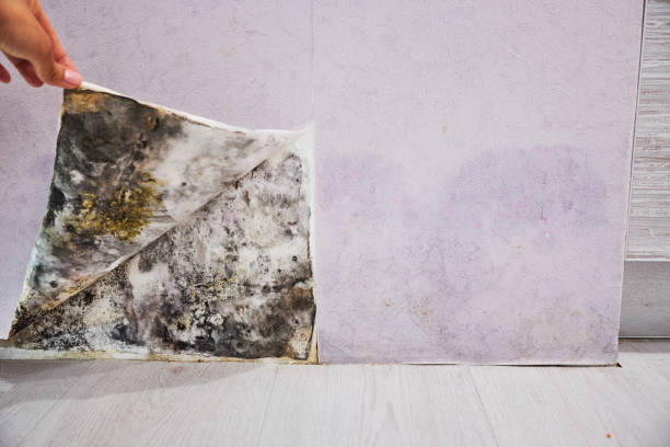 Best Mold Removal Company Near Me  in Rockwell City, IA